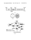 BONE MORPHOGENETIC PROTEINS FOR THE TREATMENT OF INSULIN RESISTANCE diagram and image