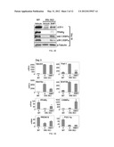 BONE MORPHOGENETIC PROTEINS FOR THE TREATMENT OF INSULIN RESISTANCE diagram and image