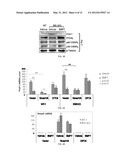 BONE MORPHOGENETIC PROTEINS FOR THE TREATMENT OF INSULIN RESISTANCE diagram and image