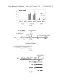 BONE MORPHOGENETIC PROTEINS FOR THE TREATMENT OF INSULIN RESISTANCE diagram and image