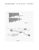 MULTI-PATH, MULTI-MAGNIFICATION, NON-CONFOCAL FLUORESCENCE EMISSION     ENDOSCOPY APPARATUS AND METHODS diagram and image