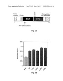 CRIPTO ANTAGONISM OF ACTIVIN AND TGF-B SIGNALING diagram and image