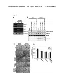 NOVEL G PROTEIN COUPLED RECEPTOR PROTEIN AND USE THEREOF diagram and image