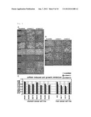 NOVEL G PROTEIN COUPLED RECEPTOR PROTEIN AND USE THEREOF diagram and image