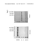 Antibodies Against Human Angiopoietin 2 diagram and image