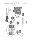 METHOD OF INCREASING IMMUNOLOGICAL EFFECT diagram and image