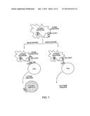 USE OF A CHEMICALLY-STABILIZED CHLORITE SOLUTION FOR INHIBITING AN     ANTIGEN-SPECIFIC IMMUNE RESPONSE diagram and image