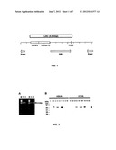 LINEAR EXPRESSION CASSETTE VACCINES diagram and image