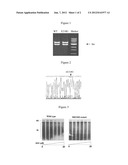 HEPATITIS B VIRUS MUTATION STRAIN WITH RESISTANCE TO ADEFOVIR DIPIVOXIL     AND THE USES THEREOF diagram and image