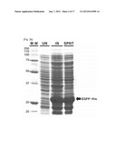 REAL-TIME MONITORING OF DEPLETION OF HIGH-ABUNDANCE BLOOD PROTEINS OR     RECOVERY OF LOW-ABUNDANCE BLOOD PROTEINS BY UV SPECTROMETRY diagram and image