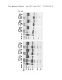 REAL-TIME MONITORING OF DEPLETION OF HIGH-ABUNDANCE BLOOD PROTEINS OR     RECOVERY OF LOW-ABUNDANCE BLOOD PROTEINS BY UV SPECTROMETRY diagram and image