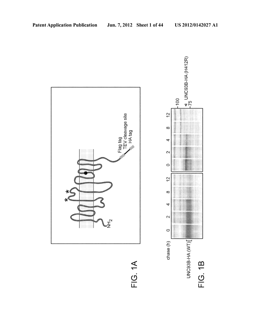 Compositions and Methods for Modulating the Immune Response and     Identifying Immunomodulators - diagram, schematic, and image 02
