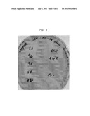 Yeast Cells Expressing An Exogenous Cellulosome And Methods of Using The     Same diagram and image