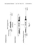 TARGETED INTEGRATION INTO THE PPP1R12C LOCUS diagram and image