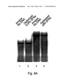 TARGETED INTEGRATION INTO THE PPP1R12C LOCUS diagram and image