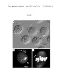 INTERPENETRATING BIOMATERIAL MATRICES AND USES THEREOF diagram and image