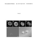 INTERPENETRATING BIOMATERIAL MATRICES AND USES THEREOF diagram and image