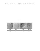 INTERPENETRATING BIOMATERIAL MATRICES AND USES THEREOF diagram and image