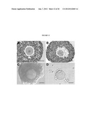 INTERPENETRATING BIOMATERIAL MATRICES AND USES THEREOF diagram and image