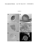 INTERPENETRATING BIOMATERIAL MATRICES AND USES THEREOF diagram and image