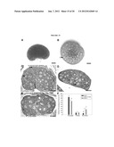 INTERPENETRATING BIOMATERIAL MATRICES AND USES THEREOF diagram and image