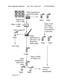 Protein Expression System diagram and image