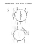 Antibodies Against Human Angiopoietin 2 diagram and image