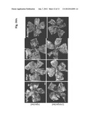 Antibodies Against Human Angiopoietin 2 diagram and image