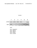 MODULATION OF TIMP1 AND TIMP2 EXPRESSION diagram and image