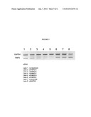 MODULATION OF TIMP1 AND TIMP2 EXPRESSION diagram and image
