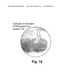 MODIFIED MACROMOLECULES AND ASSOCIATED METHODS OF SYNTHESIS AND USE diagram and image