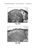 MODIFIED MACROMOLECULES AND ASSOCIATED METHODS OF SYNTHESIS AND USE diagram and image