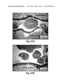 MODIFIED MACROMOLECULES AND ASSOCIATED METHODS OF SYNTHESIS AND USE diagram and image