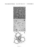 Targeting Kidney Mesangium With Nanoparticles of Defined Diameter diagram and image