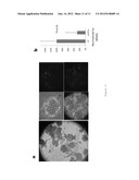 Targeting Kidney Mesangium With Nanoparticles of Defined Diameter diagram and image