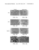 PROLIFERATED CELL LINES AND USES THEREOF diagram and image