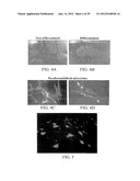 PROLIFERATED CELL LINES AND USES THEREOF diagram and image