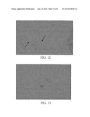 PROLIFERATED CELL LINES AND USES THEREOF diagram and image