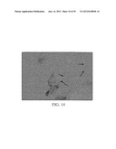 PROLIFERATED CELL LINES AND USES THEREOF diagram and image