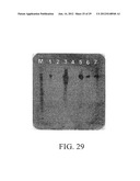 PROLIFERATED CELL LINES AND USES THEREOF diagram and image