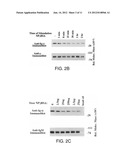 PRODUCT AND METHOD FOR TREATMENT OF CONDITIONS ASSOCIATED WITH     RECEPTOR-DESENSITIZATION diagram and image
