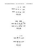 Cancer Treatment With Endothelin Receptor Antagonists diagram and image