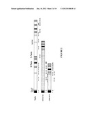 MULTIPLE VARIANTS OF MENINGOCOCCAL PROTEIN NMB1870 diagram and image