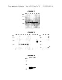 MULTIPLE VARIANTS OF MENINGOCOCCAL PROTEIN NMB1870 diagram and image