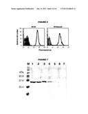 MULTIPLE VARIANTS OF MENINGOCOCCAL PROTEIN NMB1870 diagram and image