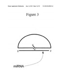 Detection of Small Nucleic Acids diagram and image