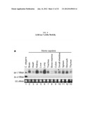 Detection of Small Nucleic Acids diagram and image