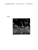 CARRIER PEPTIDE FRAGMENT AND USE THEREOF diagram and image