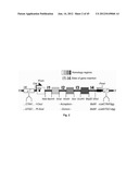 Nucleic Acids for Cloning and Expressing Multiprotein Complexes diagram and image