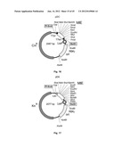 Nucleic Acids for Cloning and Expressing Multiprotein Complexes diagram and image